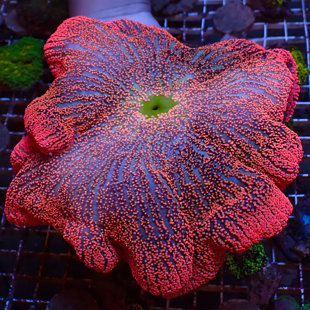 WYSIWYG Ruby Red Rainbow Haddoni Carpet Anemone (Showpiece, 12-14”) - Corals Anonymous