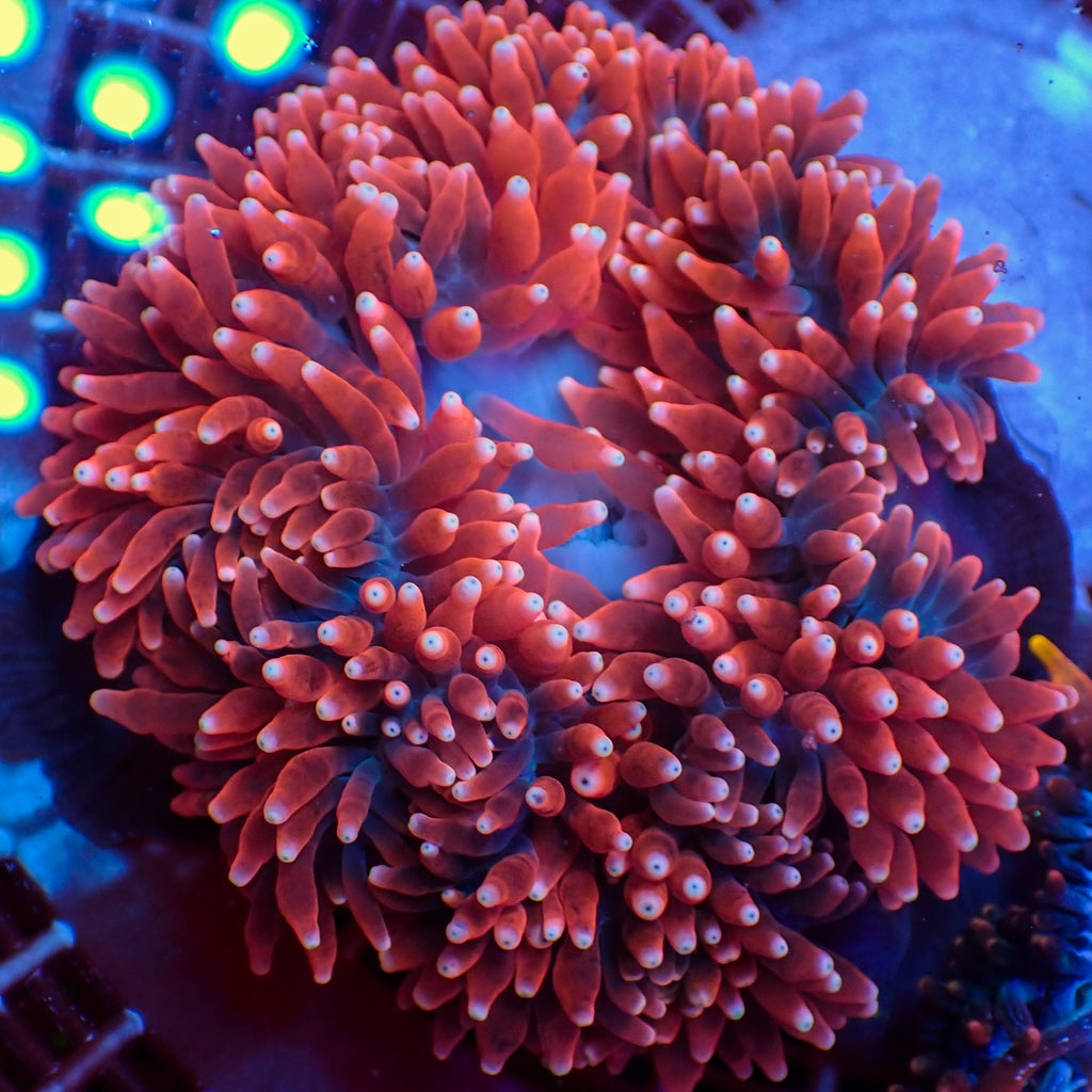 WYSIWYG Strawberry n' Cream Bubble Tip Anemone (Rare, 4-6") - Corals Anonymous