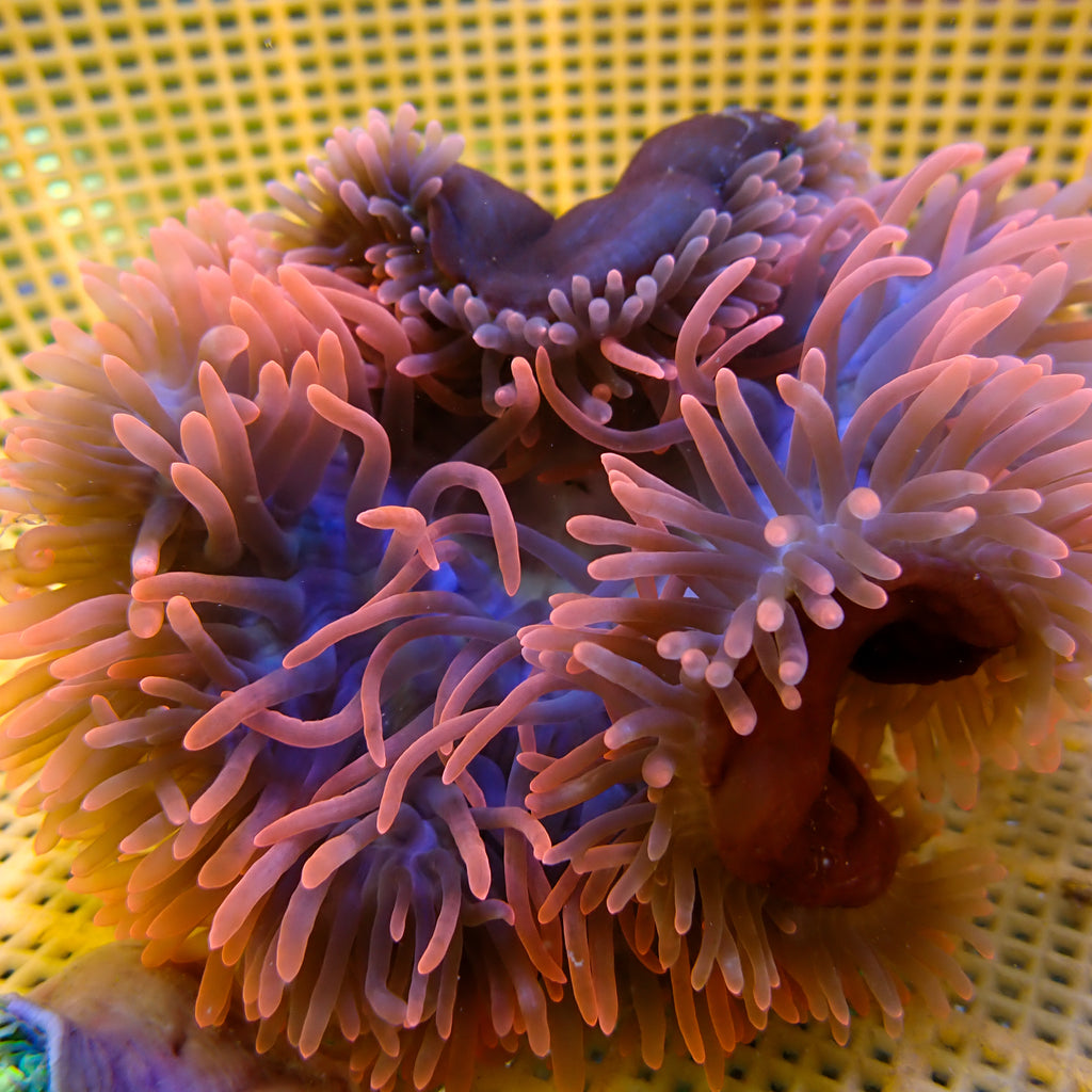 WYSIWYG Strawberry Pink Bubble Tip Anemone (5-7") - Corals Anonymous