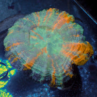 WYSIWYG Orange Riptide Acanthophyllia (3-4")