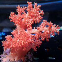 WYSIWYG Large Strawberry Pink Silk Soft Coral Colony (4-5")