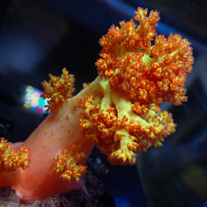 WYSIWYG Large Strawberry Lemonade Silk Soft Coral Colony (4-5")