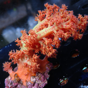 WYSIWYG Large Strawberry Pink Silk Soft Coral Colony (4-5")