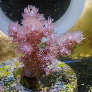 WYSIWYG ECC Koji Wada Pink Nephthea Soft Coral