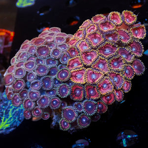 WYSIWYG Rainbow Zoa Combo Colony (70+ Polyps)