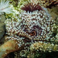 Giant Cinnabon Feather Duster Fan Worm (3-4")
