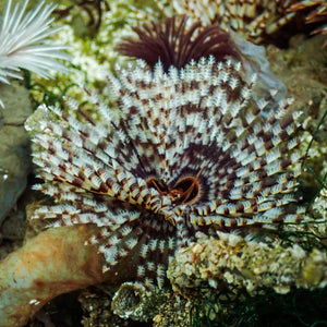 Giant Cinnabon Feather Duster Fan Worm (3-4")