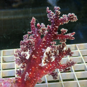 WYSIWYG Sangria Carnation Tree Soft Coral (4-5")