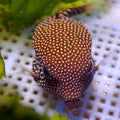 White-Spotted Boxfish (Female, 1-3