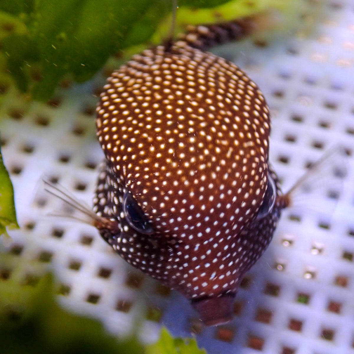 White-Spotted Boxfish (Female, 1-3") - Corals Anonymous