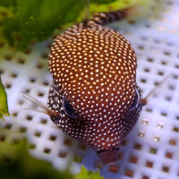 White-Spotted Boxfish (Female, 1-3") - Corals Anonymous
