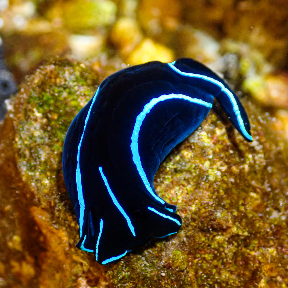 Blue Velvet Sea Slug Nudibranch (Flatworm Eater) - Corals Anonymous