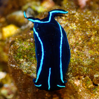 Blue Velvet Sea Slug Nudibranch (Flatworm Eater) - Corals Anonymous
