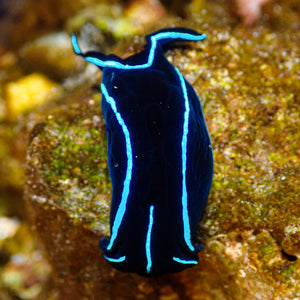 Blue Velvet Sea Slug Nudibranch (Flatworm Eater) - Corals Anonymous