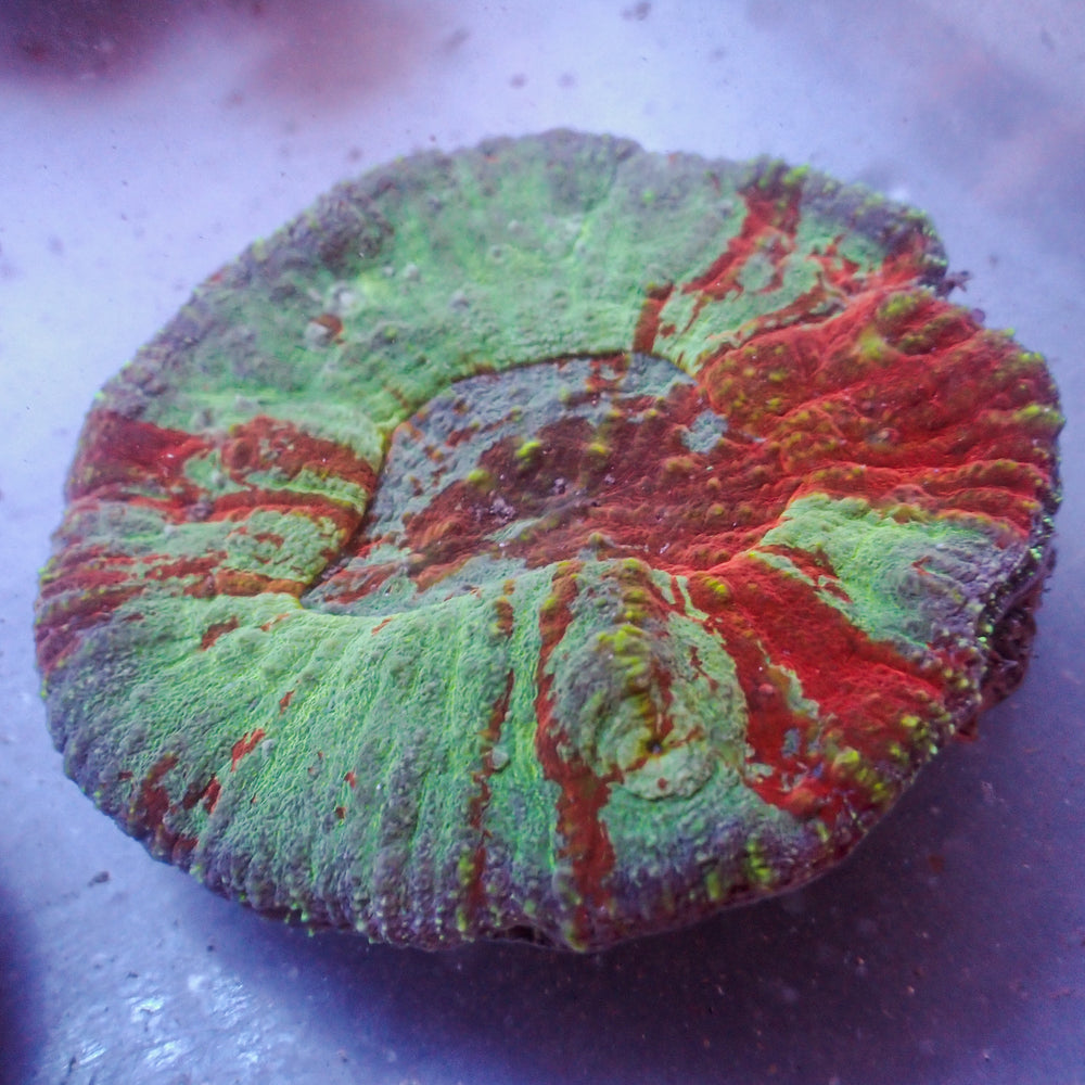 WYSIWYG Large Superman Australomussa Colony (2-3