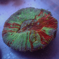 WYSIWYG Large Superman Australomussa Colony (2-3")