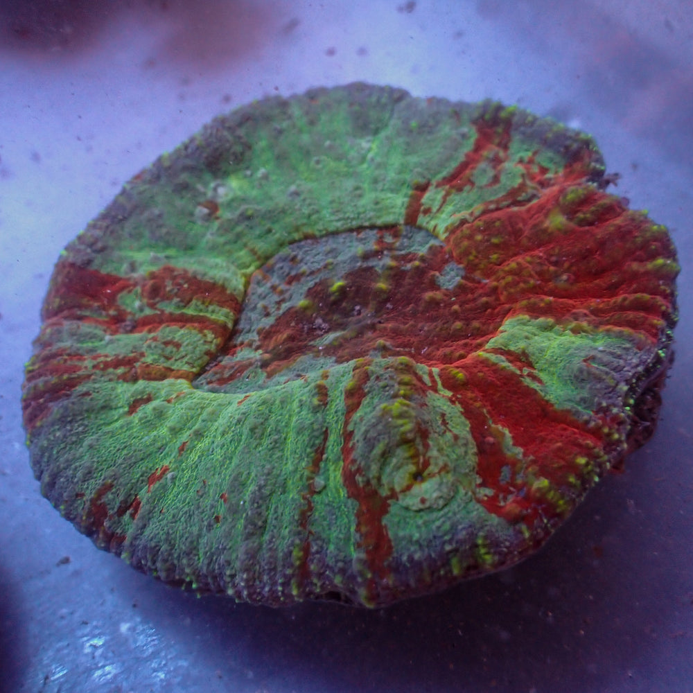 WYSIWYG Large Superman Australomussa Colony (2-3