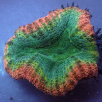 WYSIWYG Aussie Peach Ring Rainbow Lobophyllia (1-2")