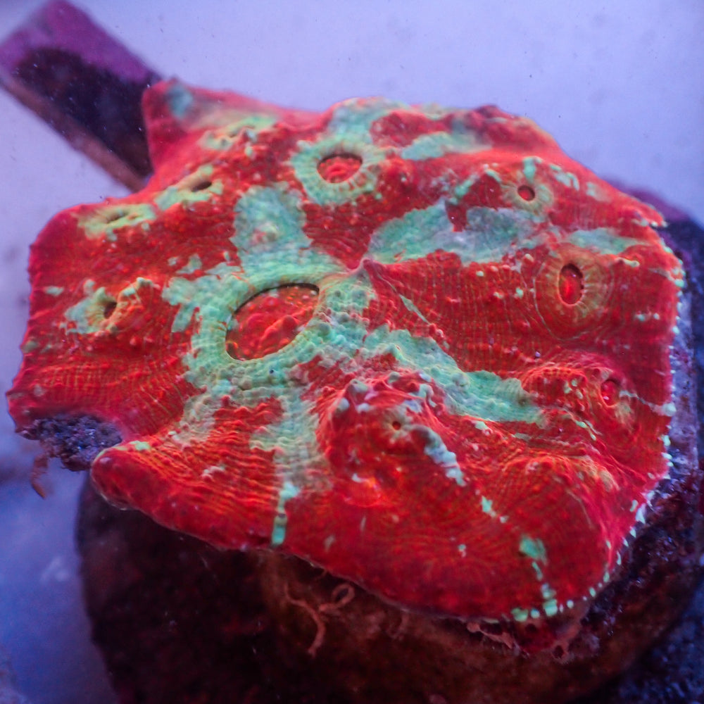 WYSIWYG  Cherry Pop Chalice Colony (2-3