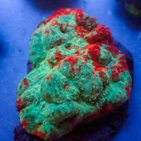 WYSIWYG  Fruit Punch Chalice Colony (2-3")