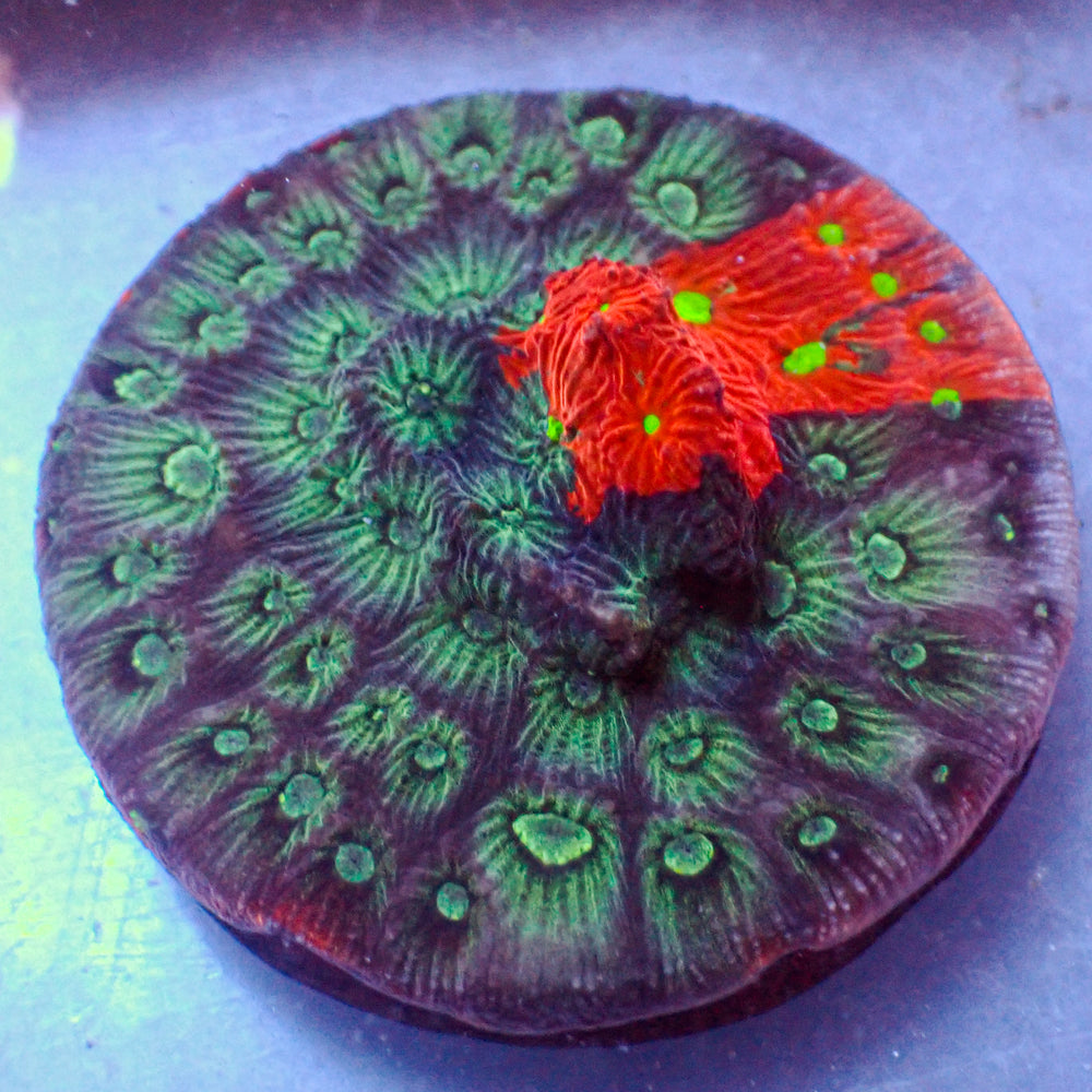 WYSIWYG Superman War Coral Favia Colony