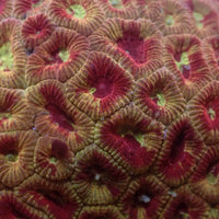 Spartan Favites (0.5-1" Frag) - Corals Anonymous
