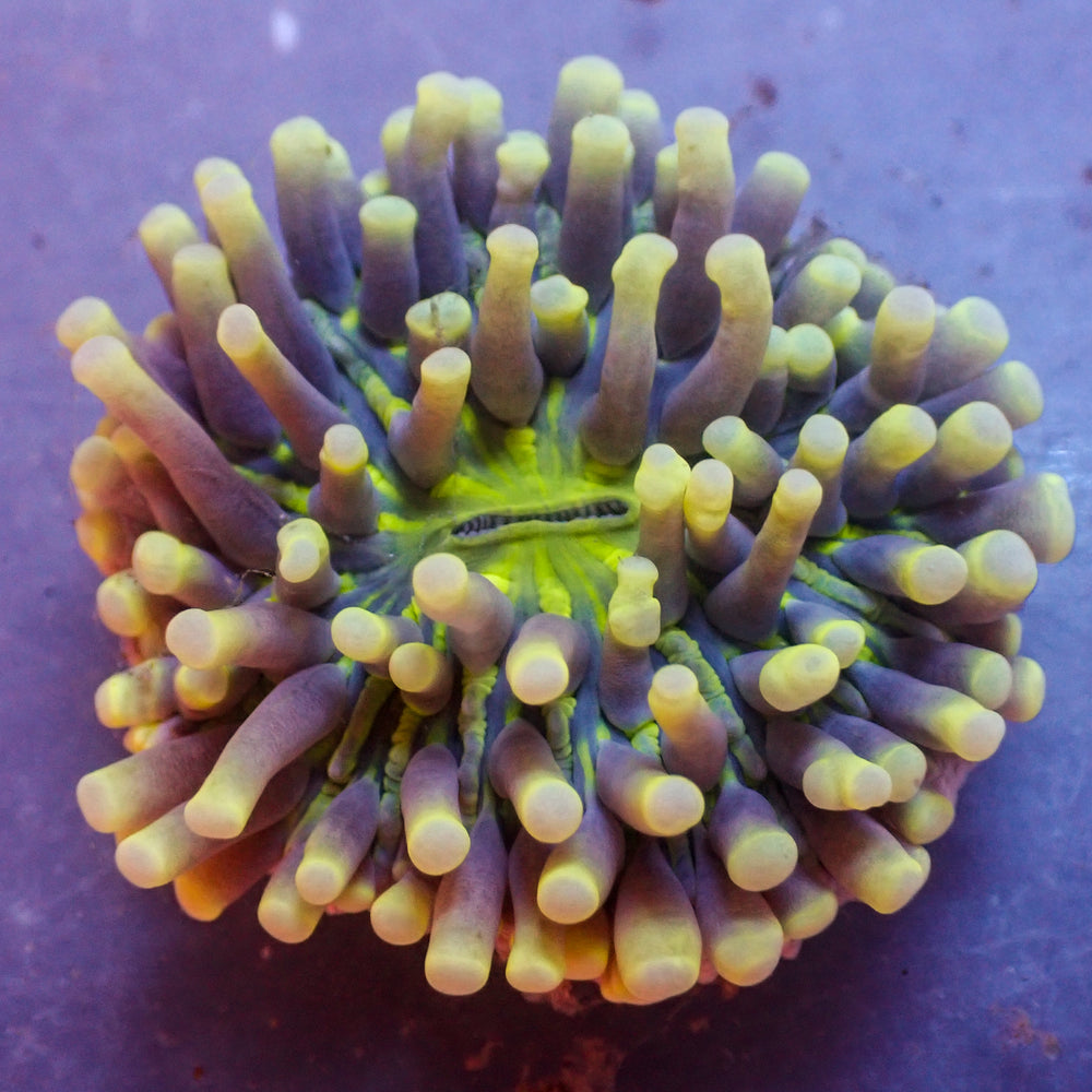 WYSIWYG Multicolor Yellow Tip Heliofungia Plate (1-2