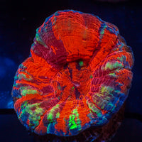 WYSIWYG Aussie Ultra Rainbow Warpaint Scolymia (Aquacultured)