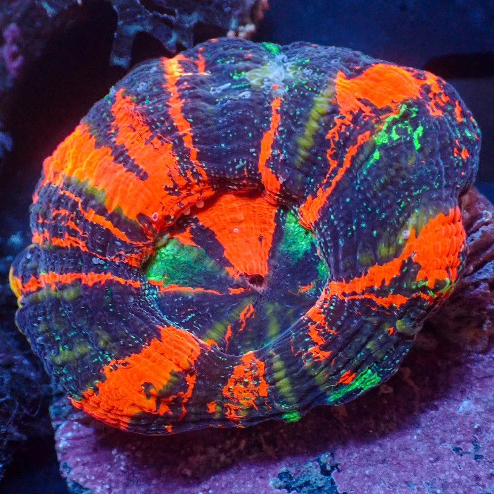 WYSIWYG Aussie Ultra Warpaint Scolymia (Aquacultured)