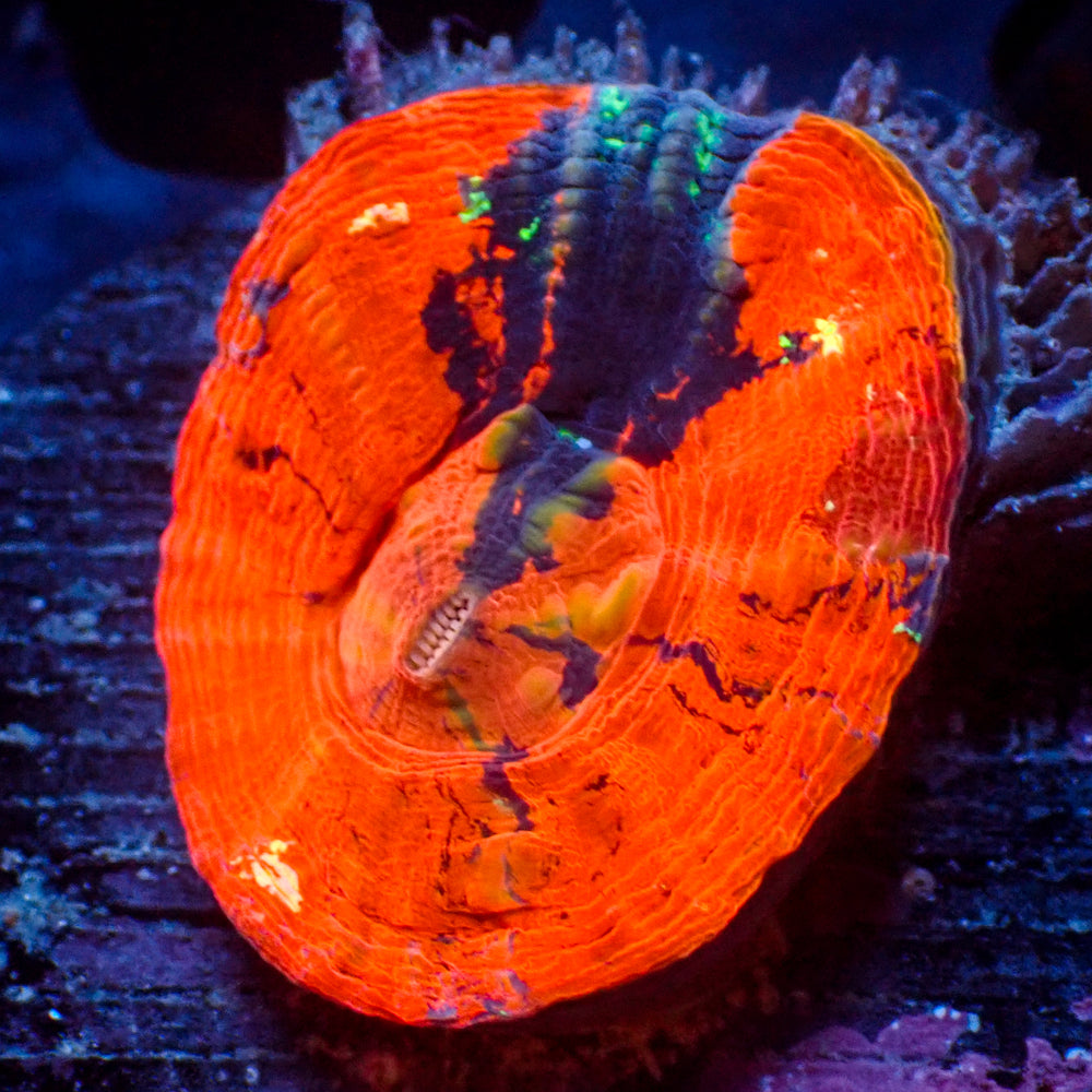 WYSIWYG Aussie Ultra Warpaint Scolymia (Aquacultured)