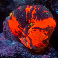 WYSIWYG Aussie Ultra Warpaint Scolymia (Aquacultured)