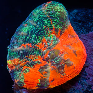WYSIWYG Ultra Aussie Speckled Warpaint Scolymia (Aquacultured)