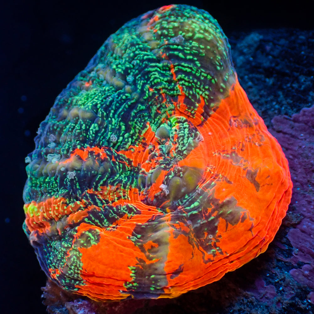 WYSIWYG Ultra Aussie Speckled Warpaint Scolymia (Aquacultured)