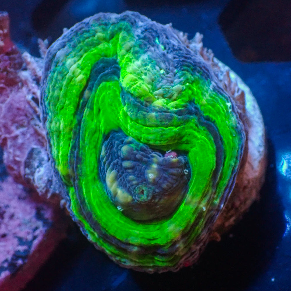 WYSIWYG Aussie UFO Scolymia (Aquacultured)