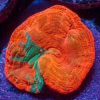 WYSIWYG Aussie Reverse Bleeding Apple Scolymia (Aquacultured)