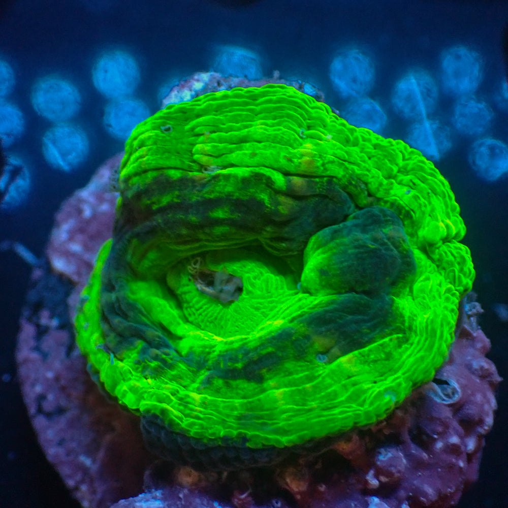 WYSIWYG Aussie UFO Scolymia (Aquacultured)