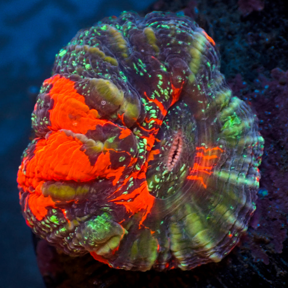 WYSIWYG Ultra Aussie Yellow Stripe Warpaint Scolymia (Aquacultured)