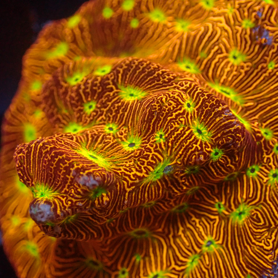 Jack-o-Lantern Leptoseris (0.5-1" frag) - Corals Anonymous