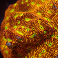 Jack-o-Lantern Leptoseris (0.5-1" frag)
