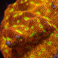 Jack-o-Lantern Leptoseris (0.5-1" frag)
