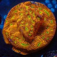 Jack-o-Lantern Leptoseris (0.5-1" frag)
