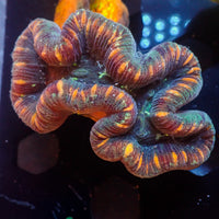 WYSIWY Peach Striped Rainbow Mini Trachy (2-3”)