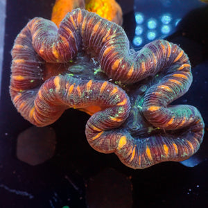 WYSIWY Peach Striped Rainbow Mini Trachy (2-3”)