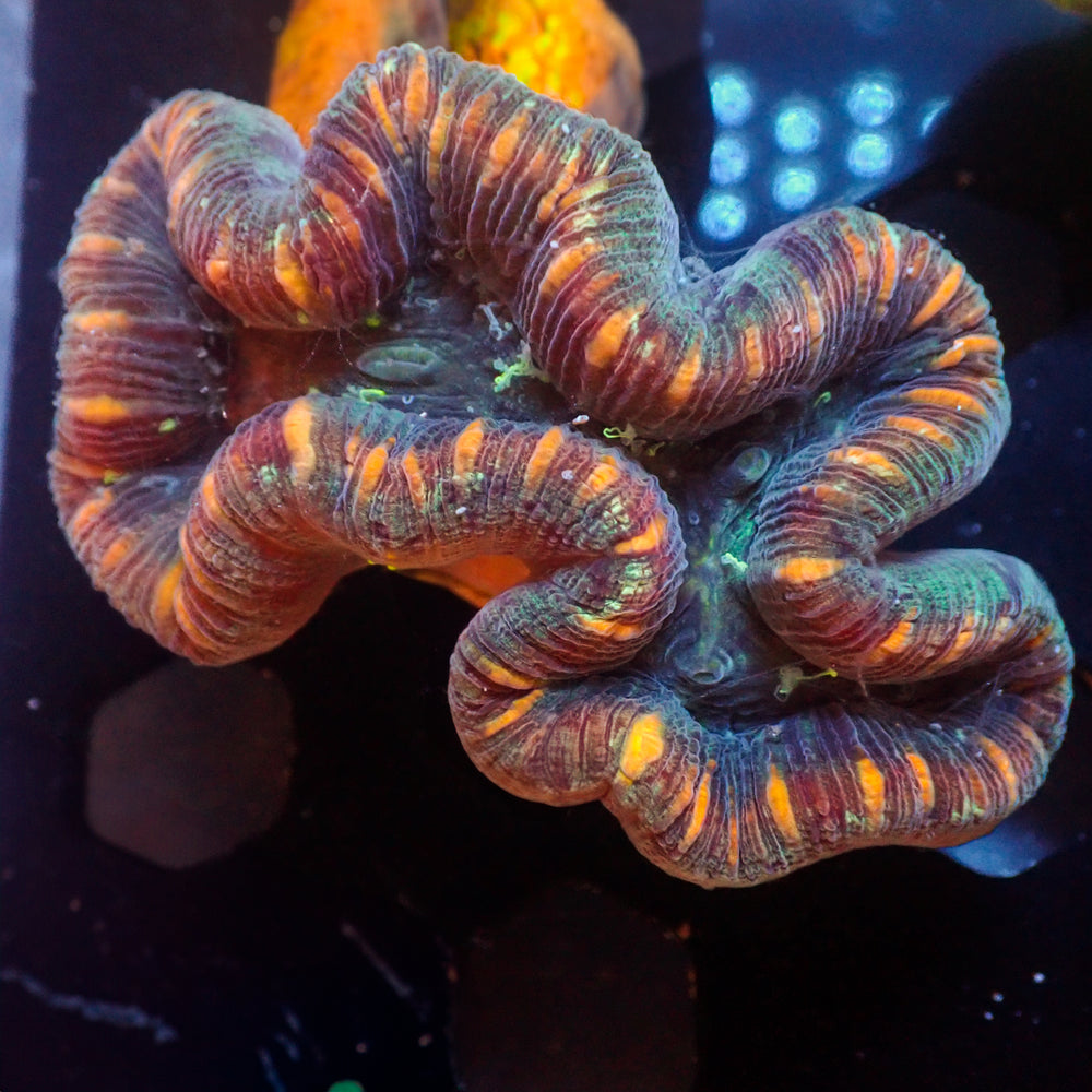 WYSIWY Peach Striped Rainbow Mini Trachy (2-3”)