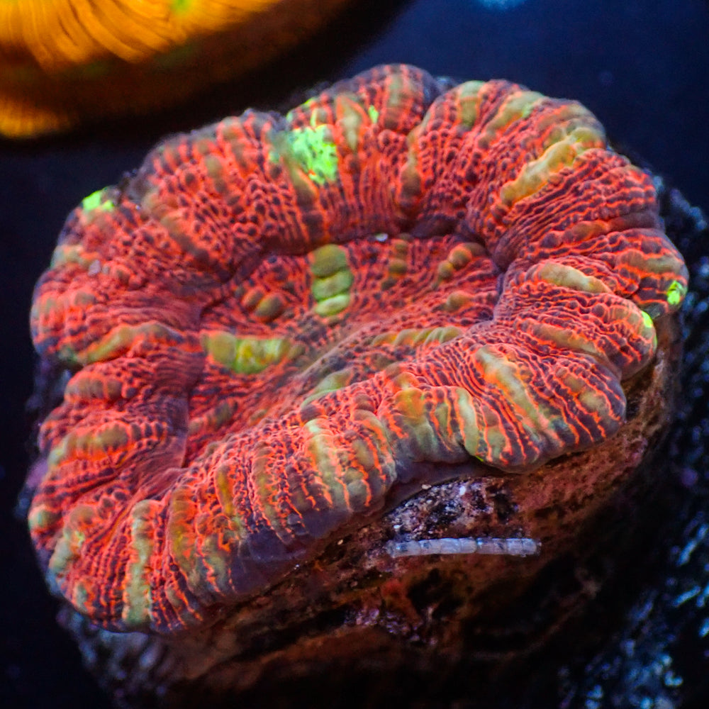 WYSIWYG Multicolor Aussie Lava Button Scoly (0.5-1”)