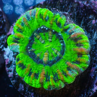 WYSIWYG Ultra Aussie UFO Button Scoly (0.5-1")