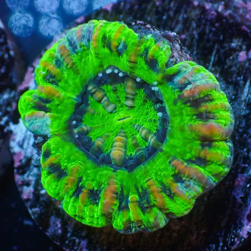 WYSIWYG Ultra Aussie UFO Button Scoly (0.5-1