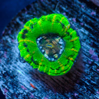 WYSIWYG Ultra Aussie UFO Button Scoly (0.5-1")