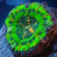 WYSIWYG Ultra Aussie UFO Button Scoly (0.5-1")