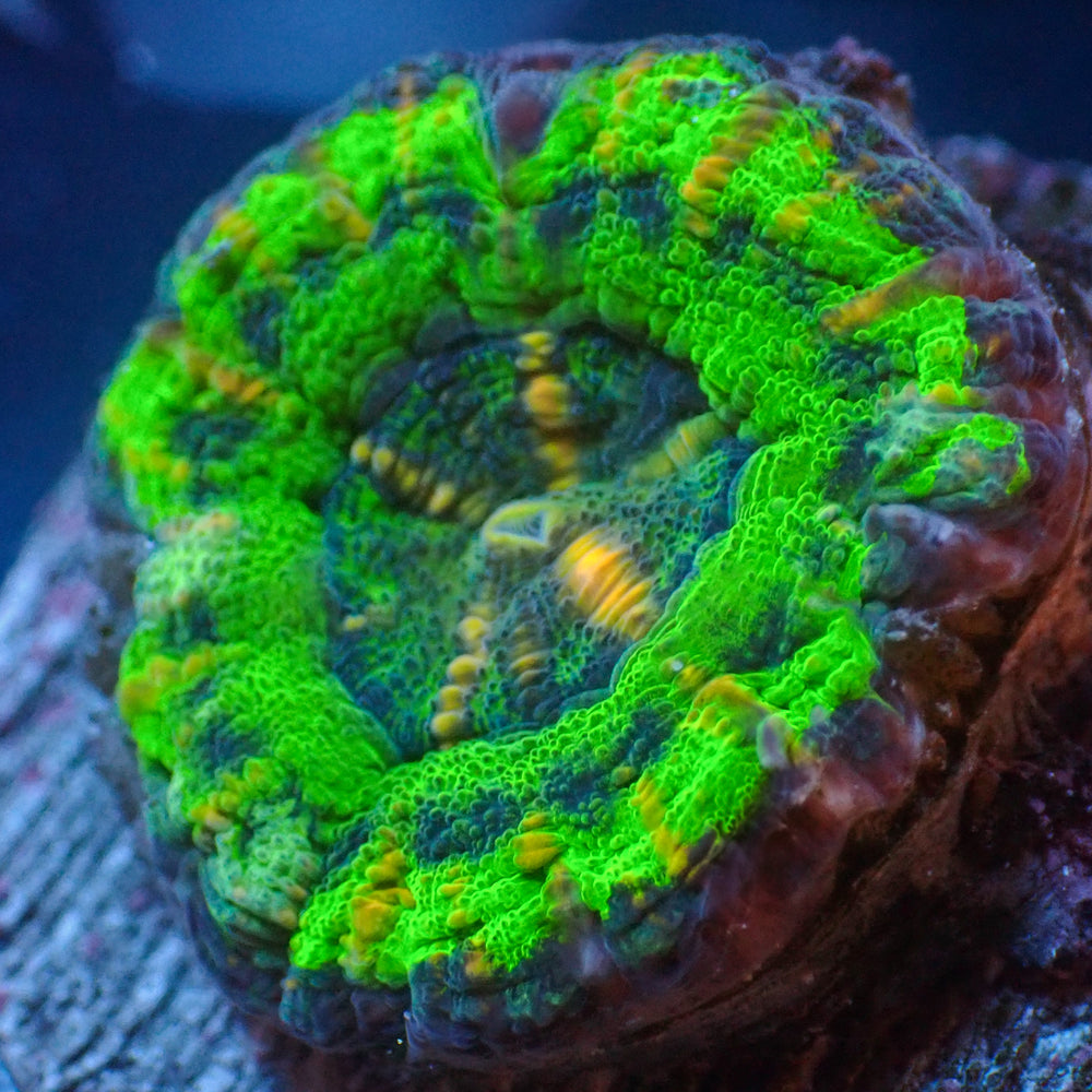 WYSIWYG Ultra Aussie UFO Button Scoly (0.5-1